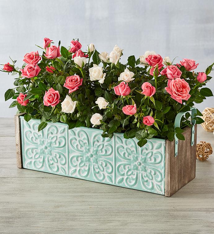 Mini Rose Plant Gift Trio